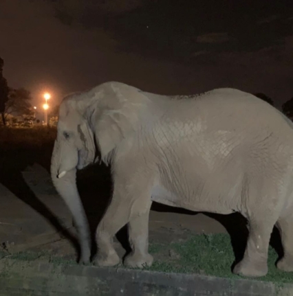 Visita-noturna-zoo.-Foto-Divulgacao-FJZB