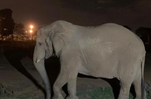 Visita-noturna-zoo.-Foto-Divulgacao-FJZB